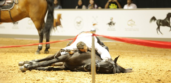 Dubai International Horse Fair - 2016 (DWTC)