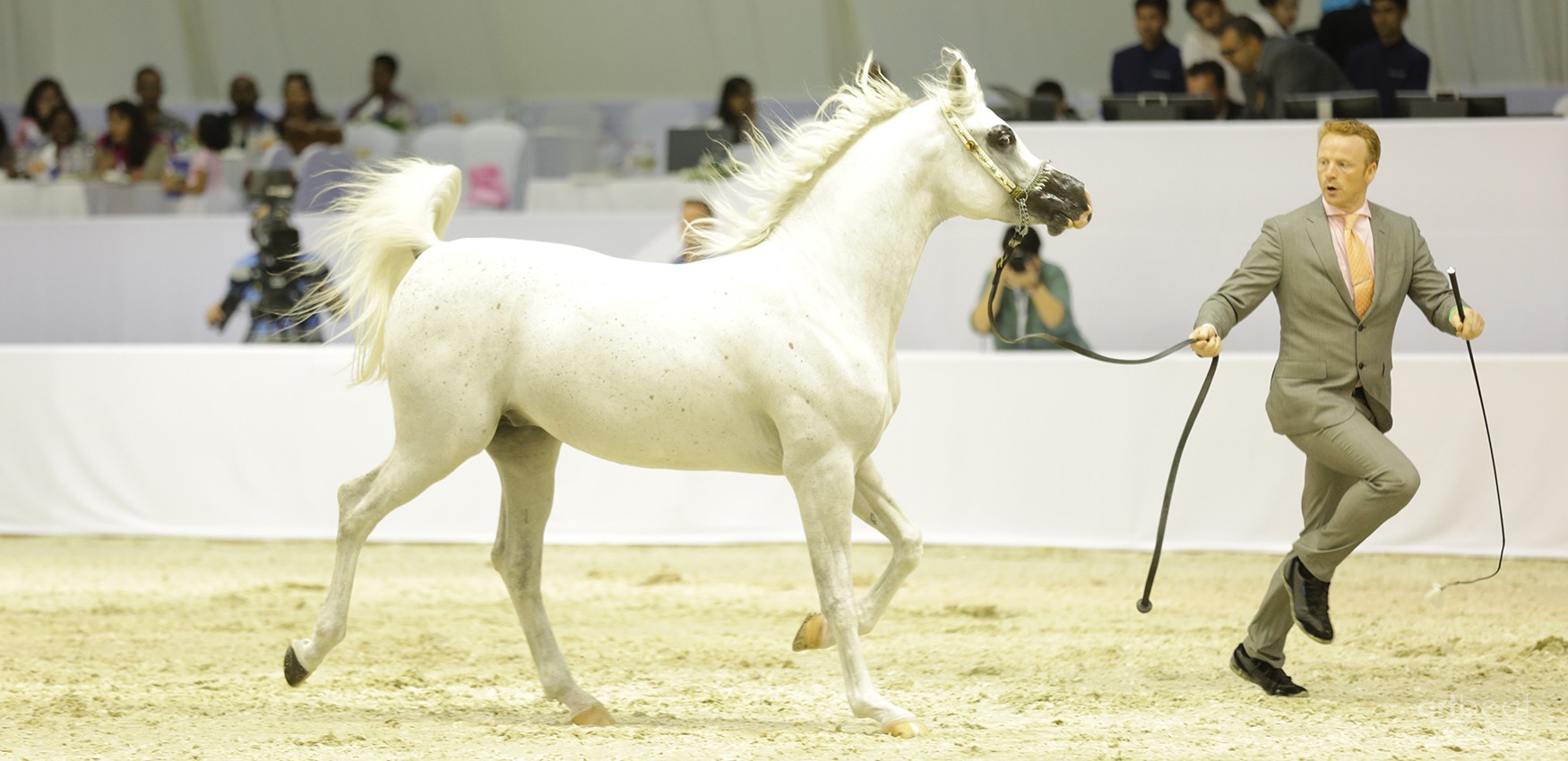 Dubai International Horse Fair - 2016 (DWTC)